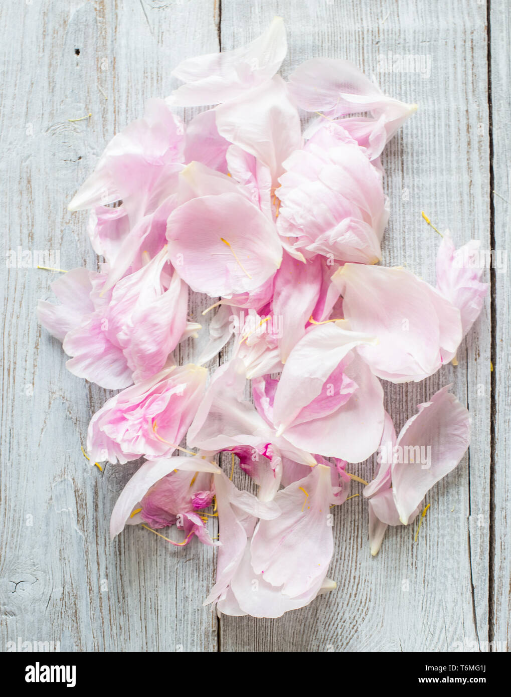 Pivoines roses Banque D'Images