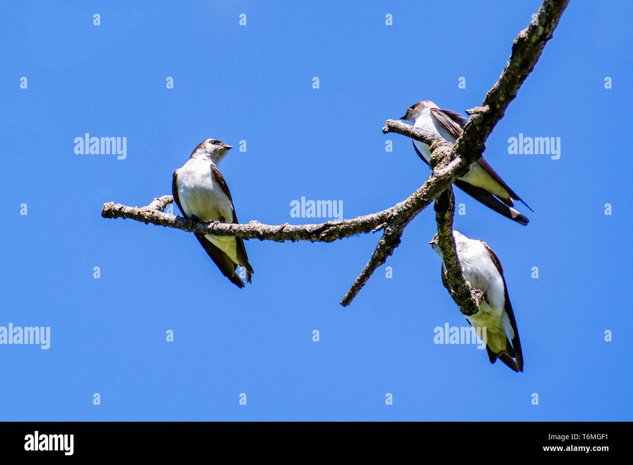 Trois l'Hirondelle bicolore (Tachycineta bicolor) reposant sur un fond de ciel bleu ; Banque D'Images