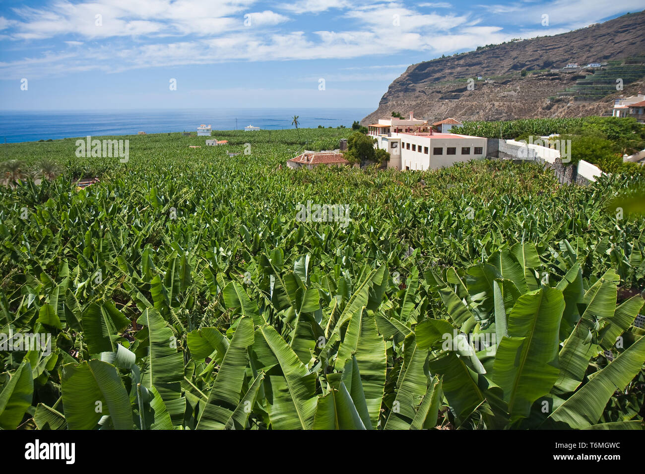 D'énormes plantations de bananes à La Palma Banque D'Images