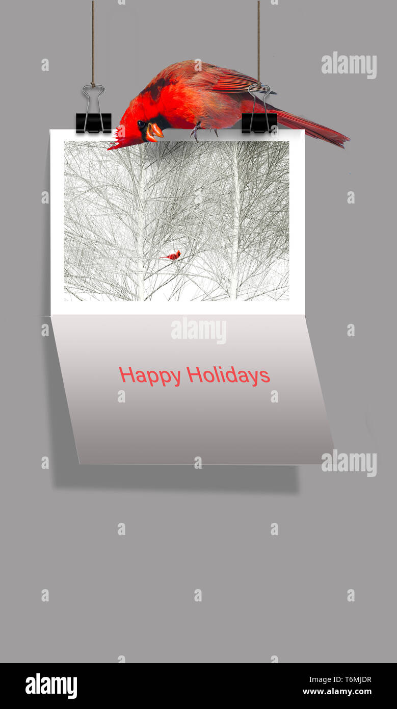 Pour les vacances de Noël un cardinal rouge se trouve au-dessus de la carte de Noël qui dispose d'un cardinal dans une photographie. La carte indique de bonnes vacances. Banque D'Images
