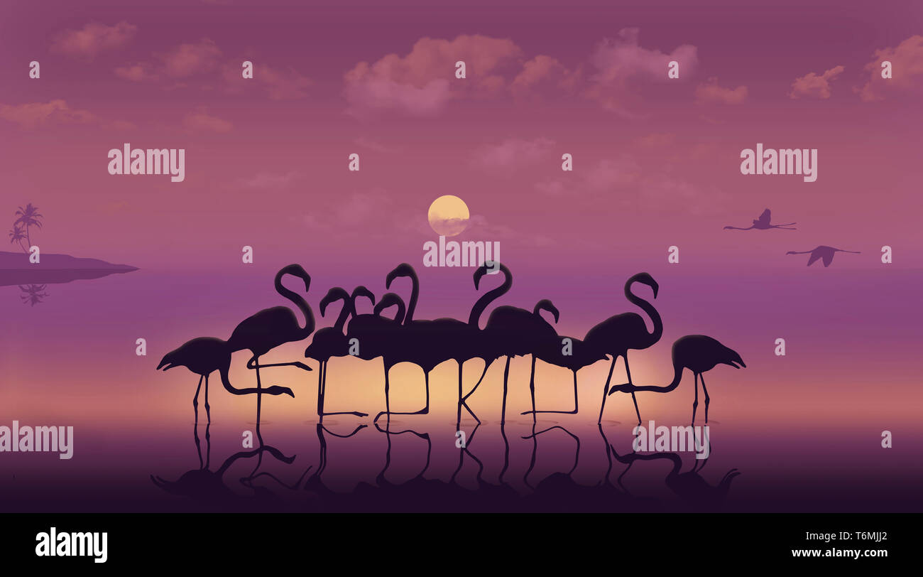 La Floride est énoncée dans les jambes d'une volée de flamants debout dans l'eau peu profonde au coucher du soleil dans cette illustration à propos de tropical en Floride, aux États-Unis. Banque D'Images
