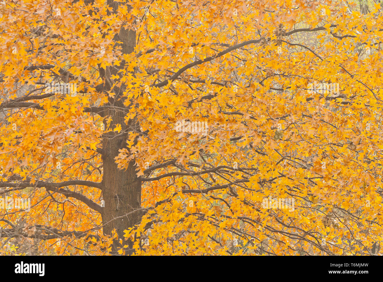 Sous-bois Orange feuillage d'un arbre de chêne noir à St Louis Forest Park sur une journée à la fin de l'automne. Banque D'Images Sous-bois Orange feuillage d'un arbre de chêne noir à St Louis Forest Park sur une journée à la fin de l'automne. Banque D'Images