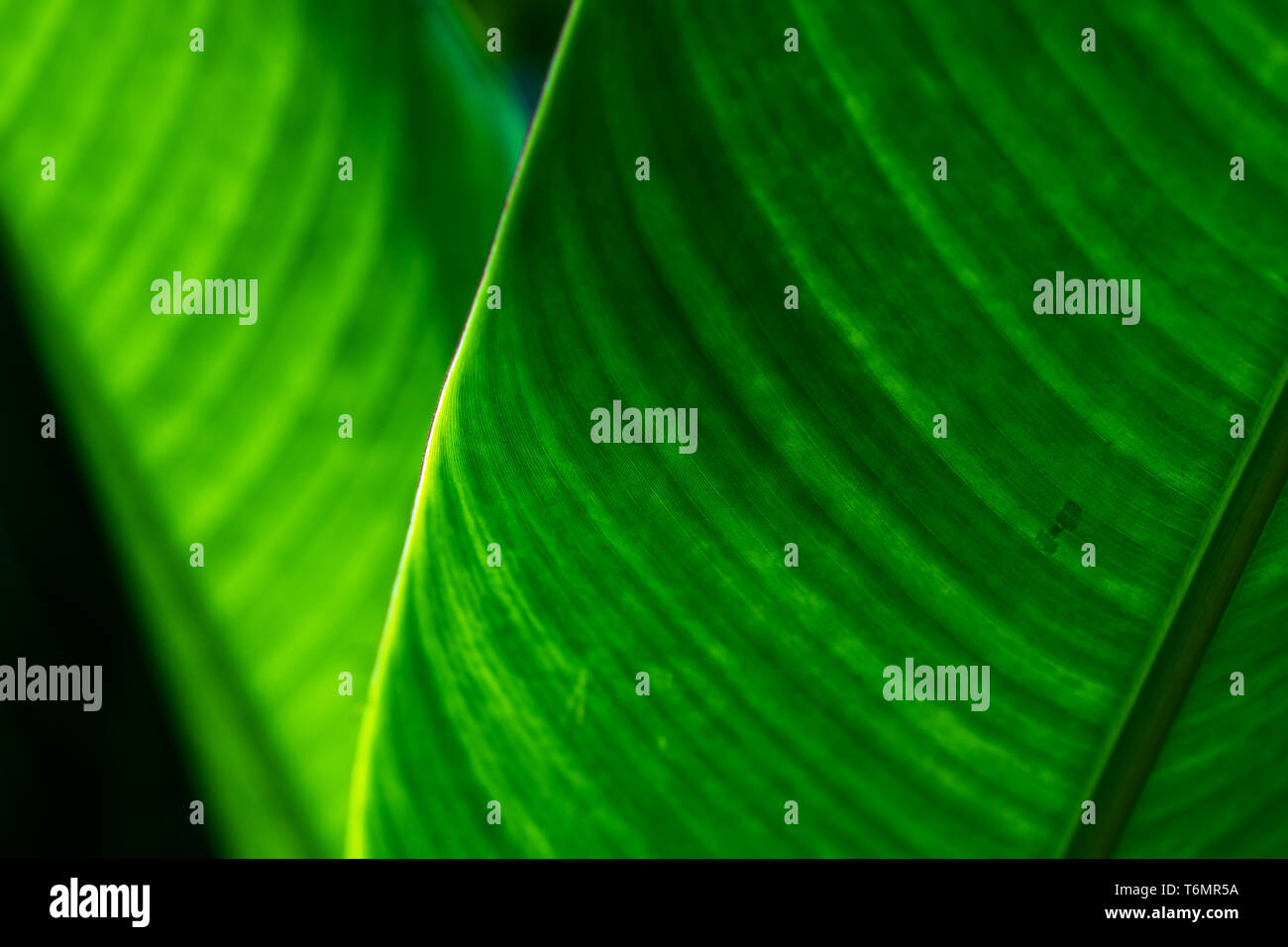 Nature Vert feuilles tropicales, Close up focus sélectif de heliconia feuilles. Feuillage vert nature background. Banque D'Images