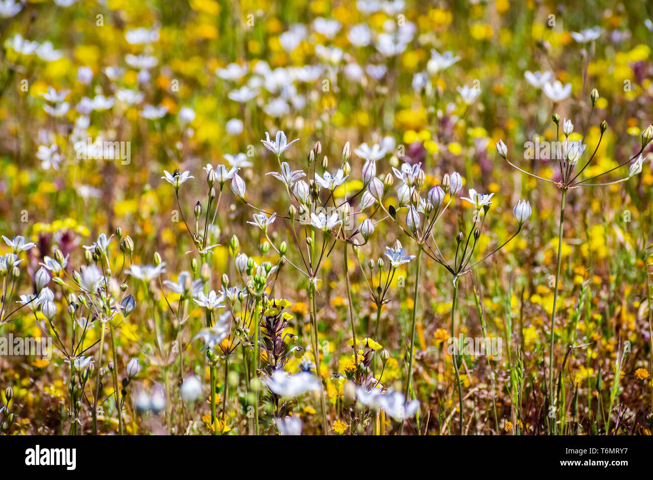 Joli visage lilas (Triteleia lilacina) sur un pré en fleurs fleurs sauvages du Nord, réserve écologique, Table d'Oroville, Californie Banque D'Images