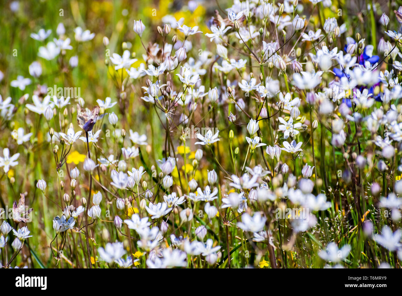 Joli visage lilas (Triteleia lilacina) sur un pré en fleurs fleurs sauvages du Nord, réserve écologique, Table d'Oroville, Californie Banque D'Images