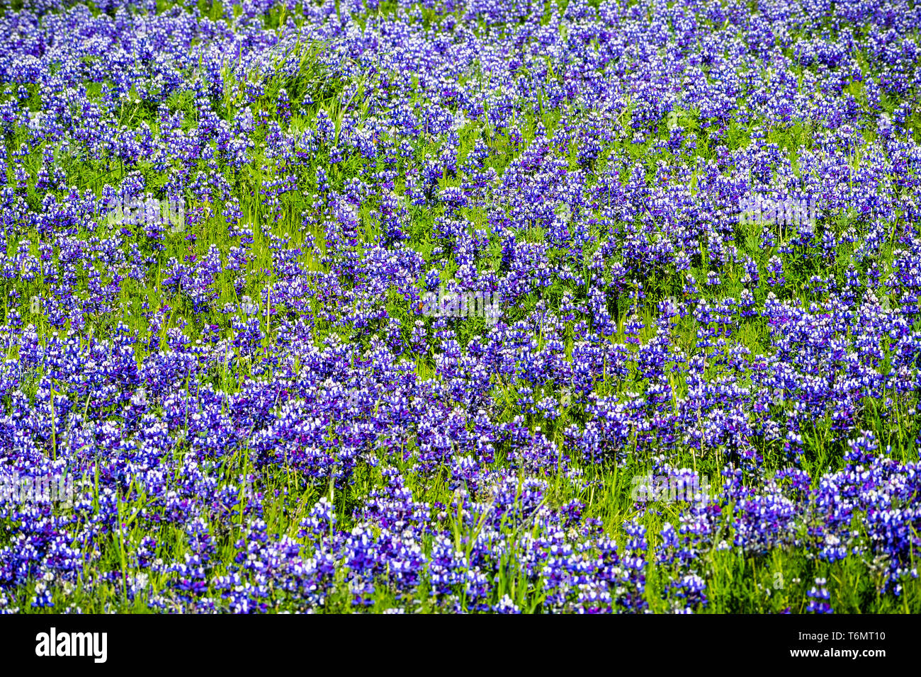 Ciel couvert de prés le lupin (Lupinus nanus) fleurs sauvages, au nord de la réserve écologique de Table, d'Oroville, Californie Banque D'Images