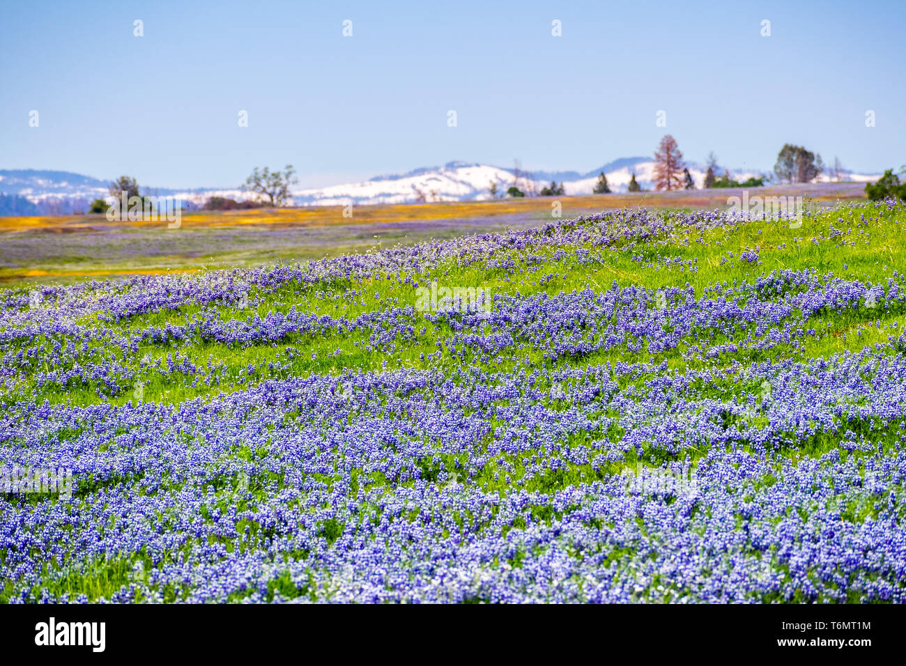 Ciel couvert de prés le lupin (Lupinus nanus) fleurs sauvages, au nord de la réserve écologique de Table, d'Oroville, Californie Banque D'Images