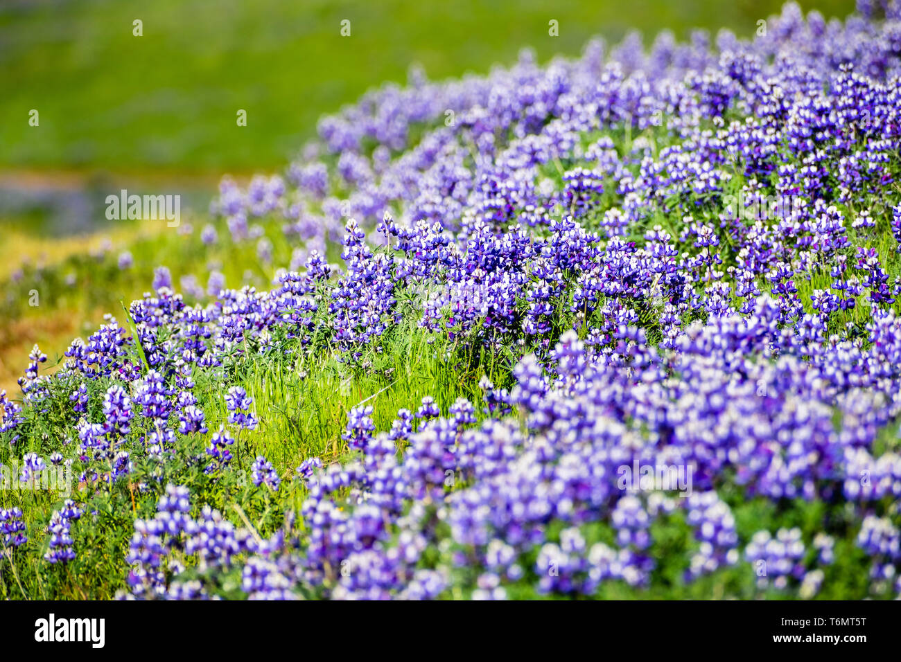 Ciel couvert de prés le lupin (Lupinus nanus) fleurs sauvages, au nord de la réserve écologique de Table, d'Oroville, Californie Banque D'Images