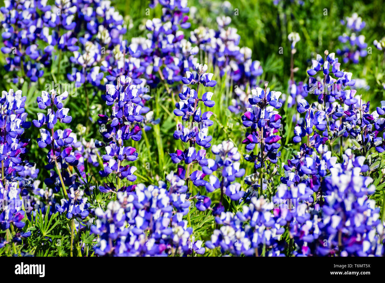 Ciel couvert de prés le lupin (Lupinus nanus) fleurs sauvages, au nord de la réserve écologique de Table, d'Oroville, Californie Banque D'Images