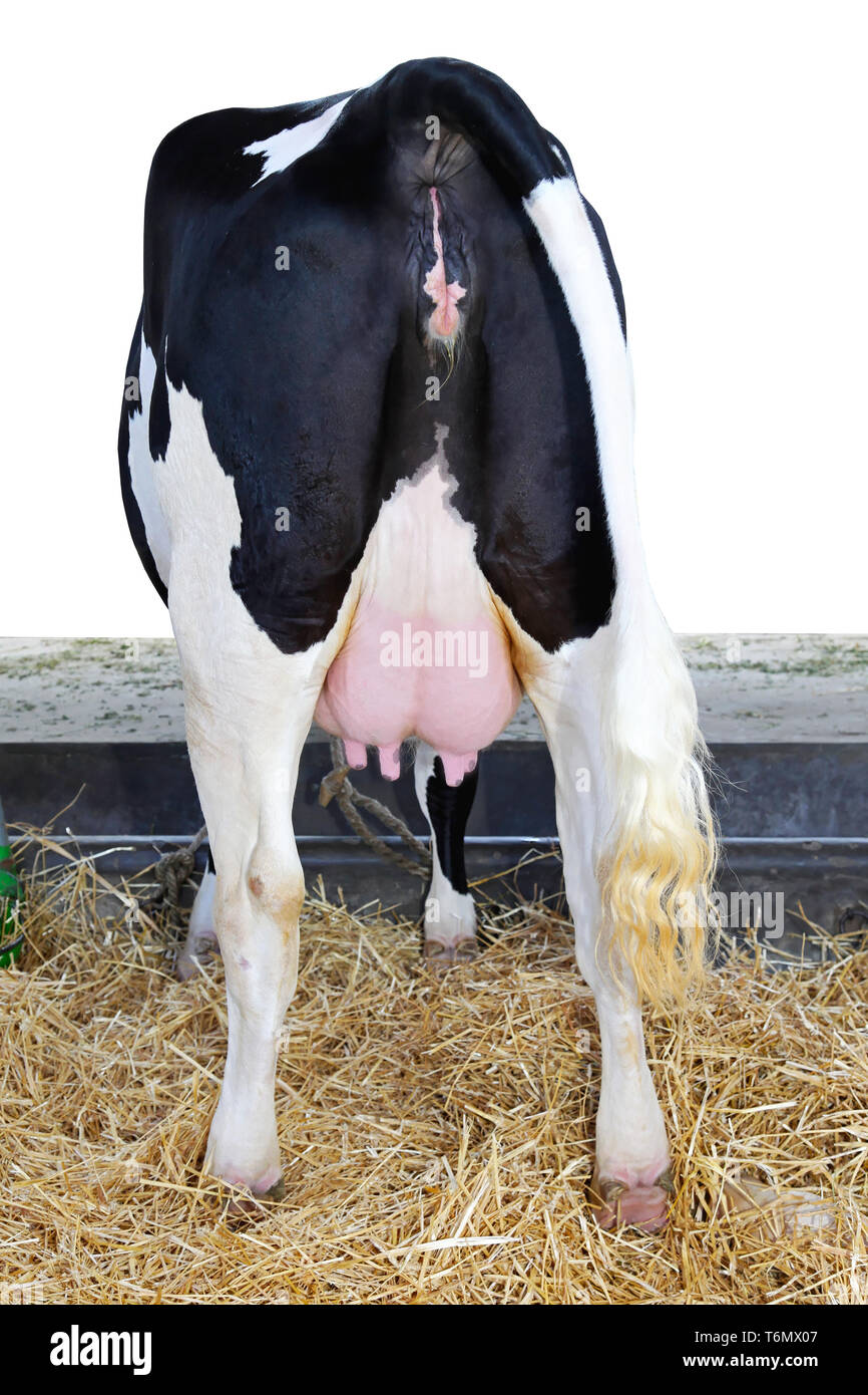 Vue arrière du GC avec des gros mamelons Banque D'Images