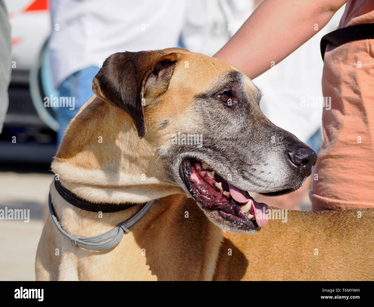 Gros plan de la tête d'un dogue fauve au Pet friendly 2019 Texas Sandfest à Port Aransas, Texas USA. Banque D'Images
