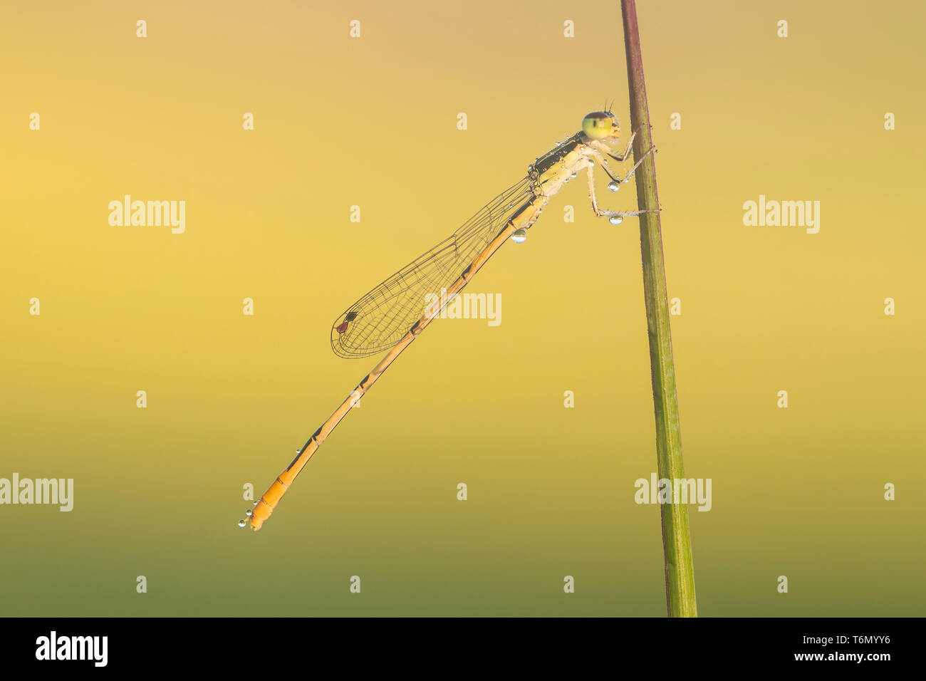 Un mâle Citrine Forktail (Ischnura hastata) est perché sur un brin d'herbe en début de matinée. Banque D'Images