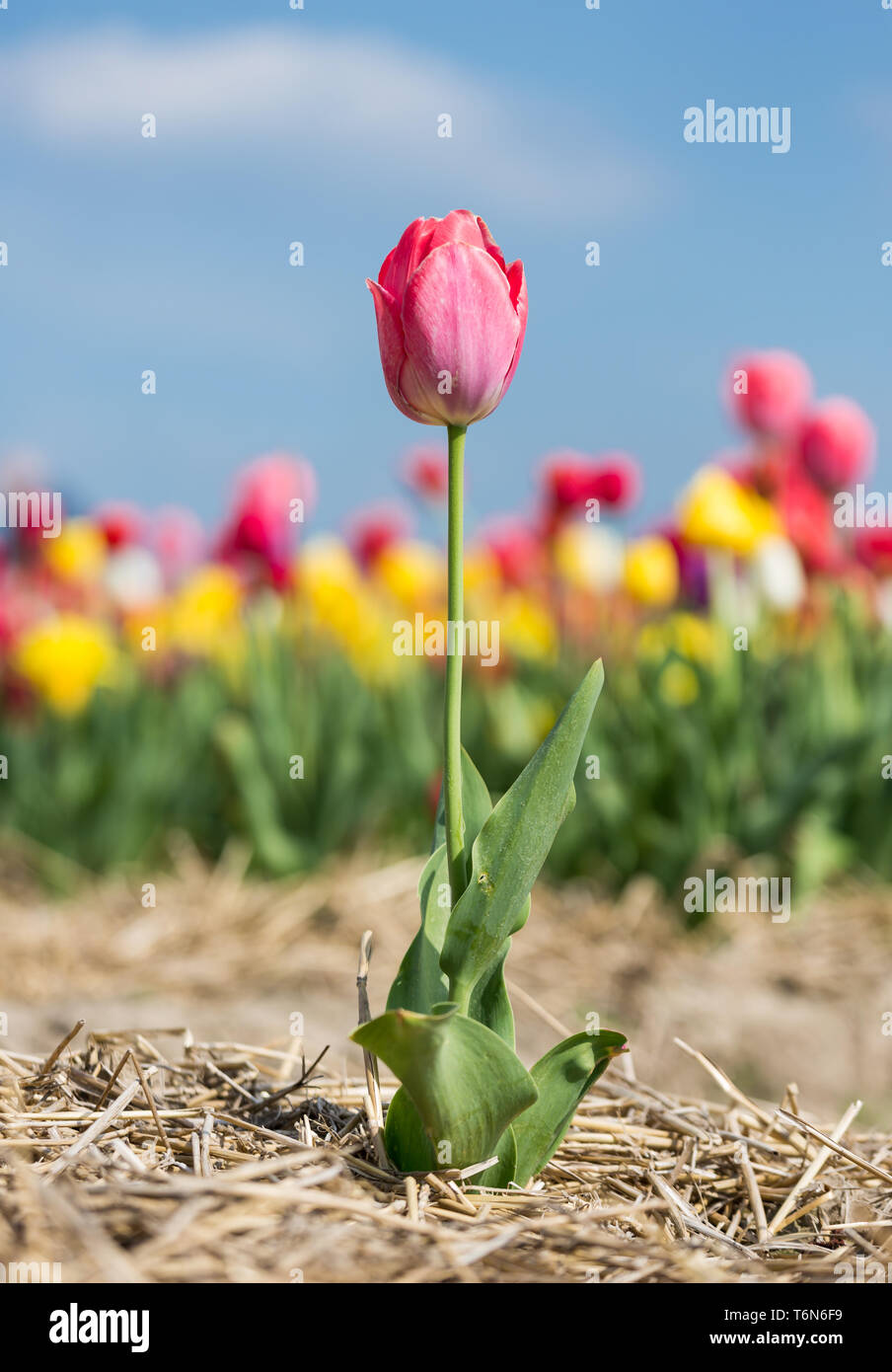 Fleur pourpre la solitude en face d'un champ de tulipes Banque D'Images