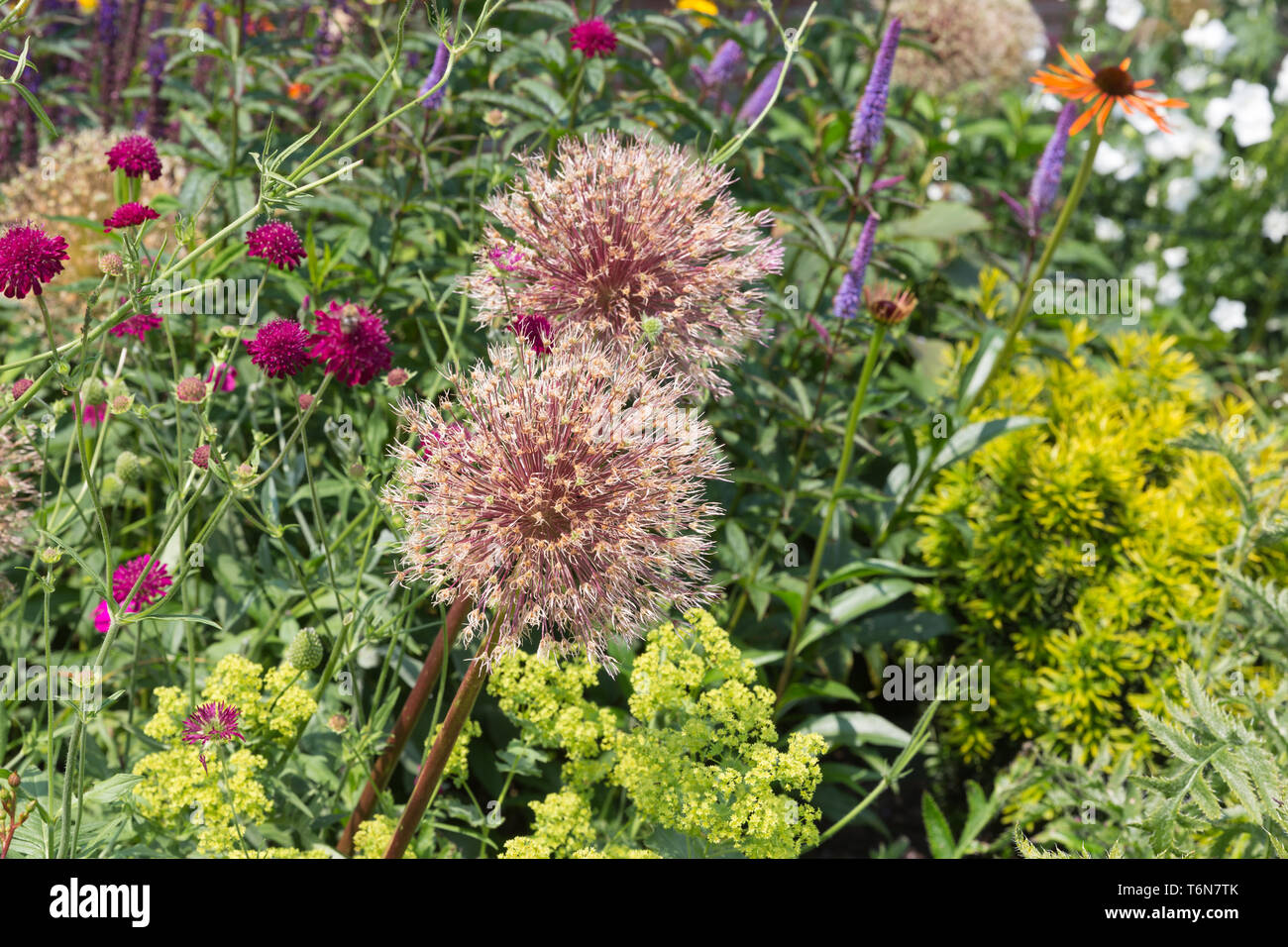 Jardin luxuriant avec terrain Scabiou et allium Banque D'Images
