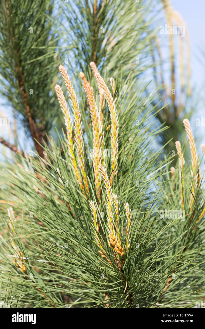 Les aiguilles d'un pin (Pinus sylvestris) Banque D'Images