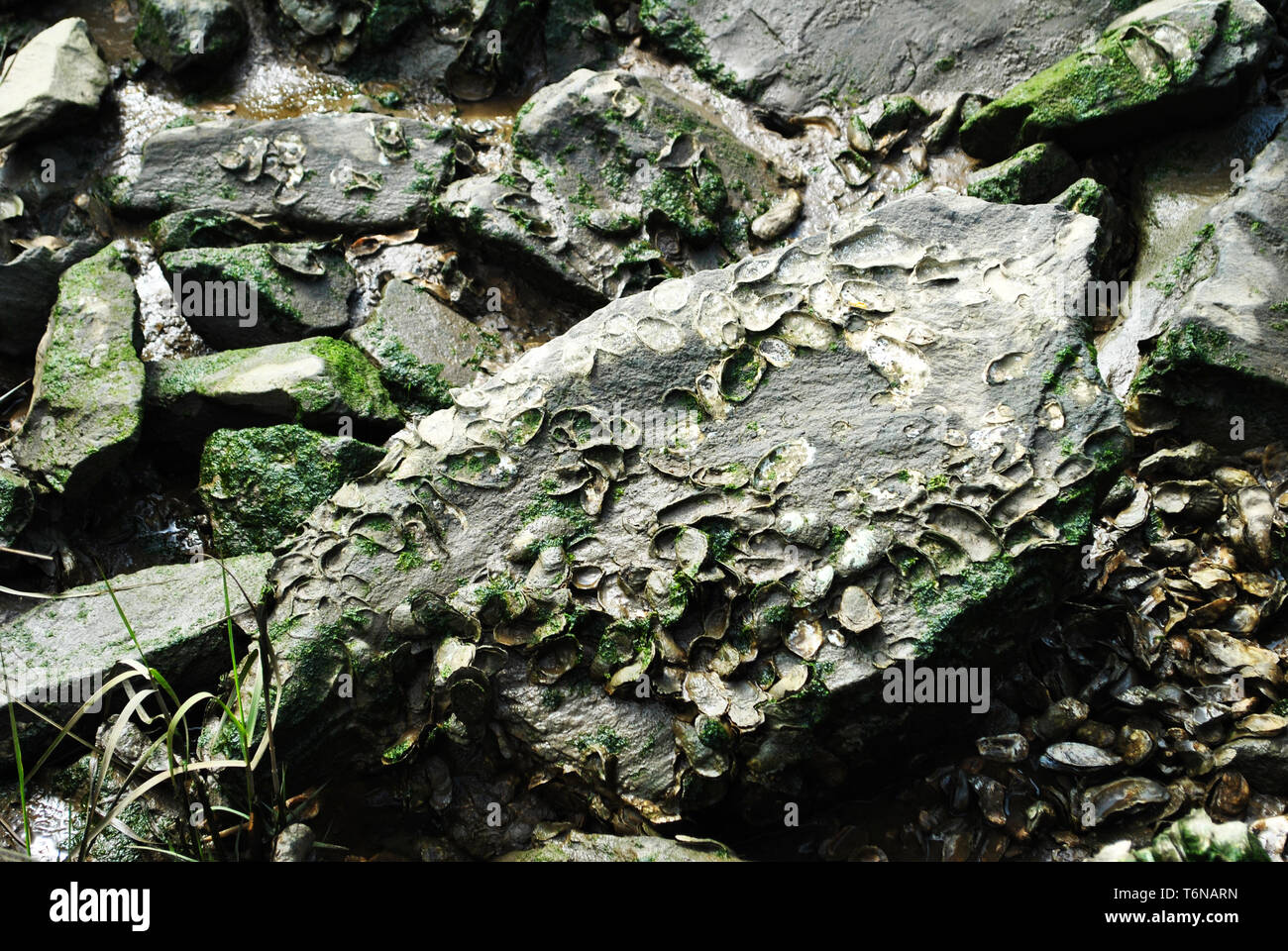 Coquilles de crustacés séchés sur un rivage rocailleux Banque D'Images