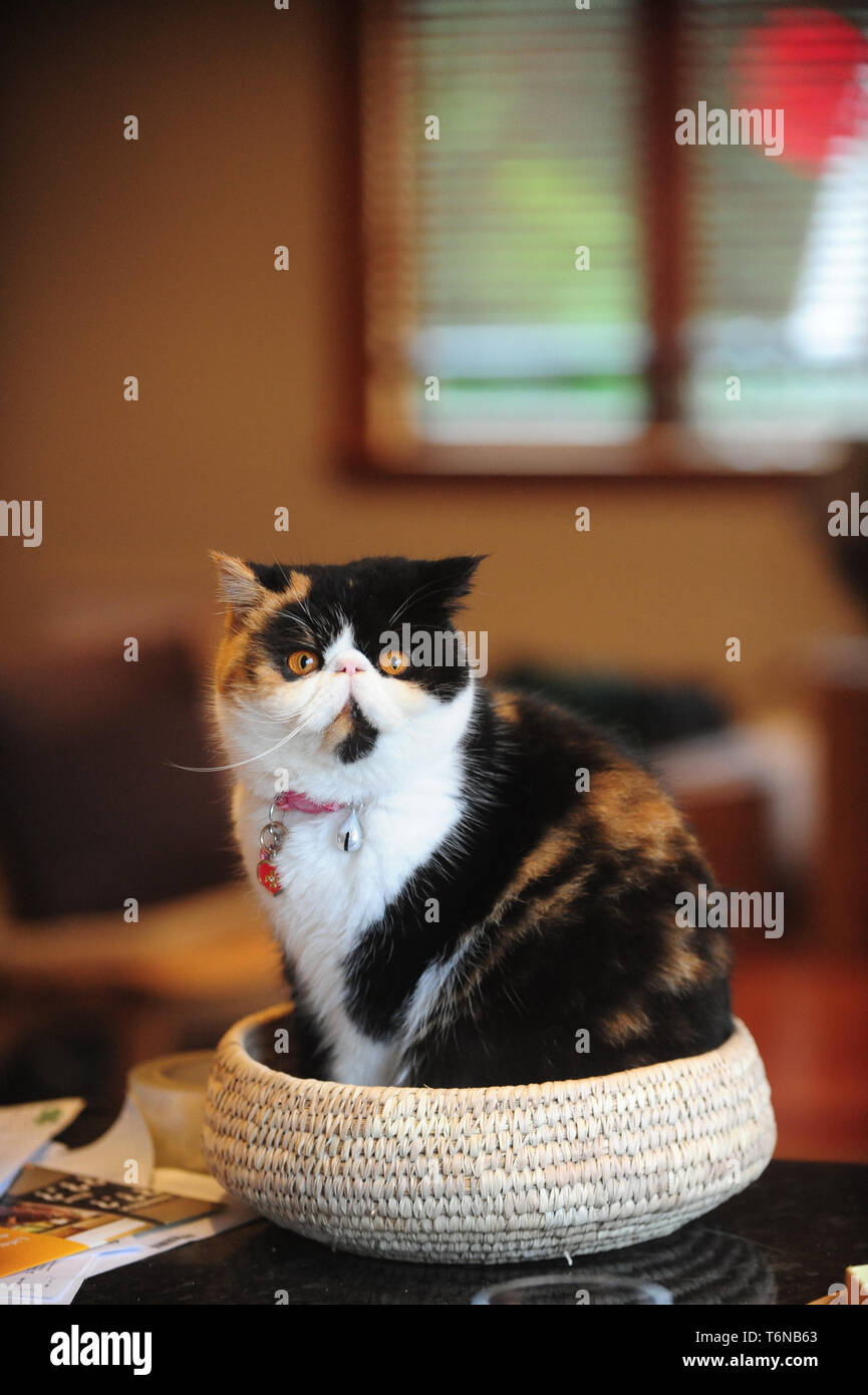 Un chat persan assis exotiques dans le panier à l'appareil photo Banque D'Images