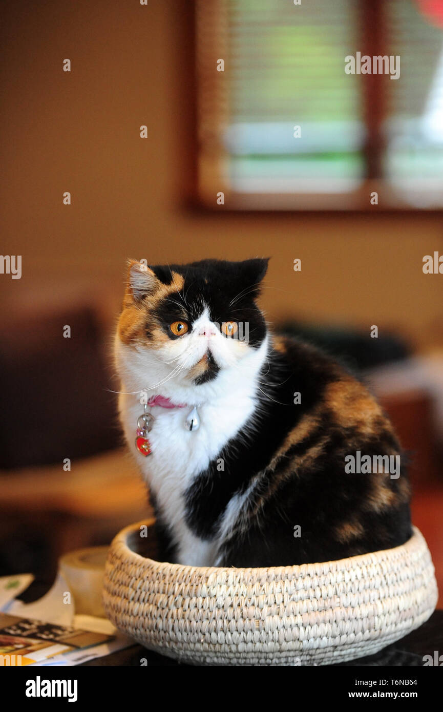 Un chat persan assis exotiques dans le panier à l'appareil photo Banque D'Images