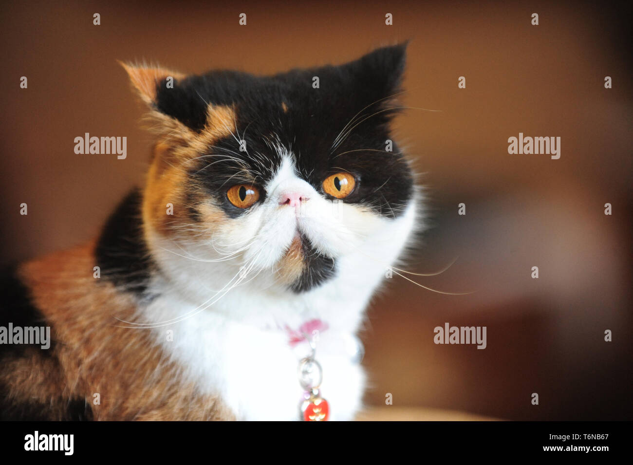 Un chat persan assis exotiques dans le panier à l'appareil photo Banque D'Images
