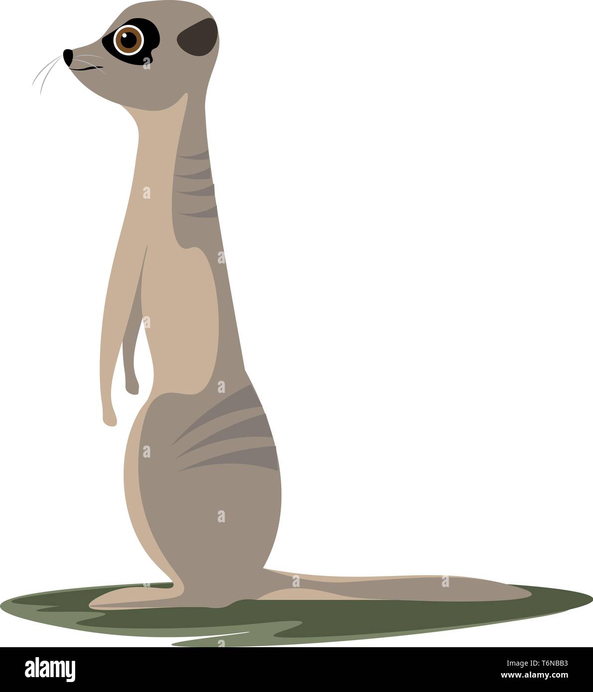 Un mignon meerkat debout et à l'avant vector dessin en couleur ou de l'illustration Illustration de Vecteur