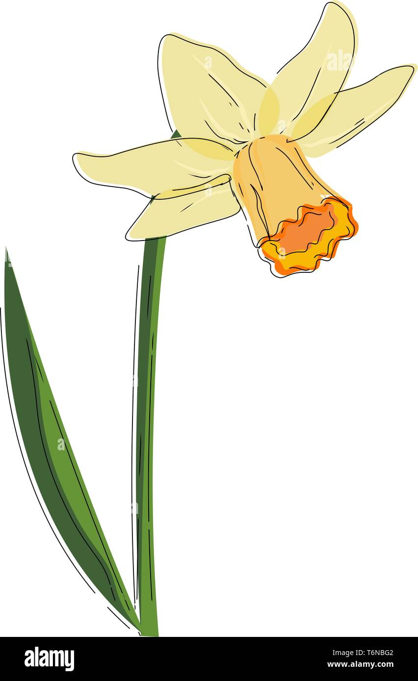 Une plante a fleuri avec une belle fleur narcisse vector dessin en couleur ou de l'illustration Illustration de Vecteur