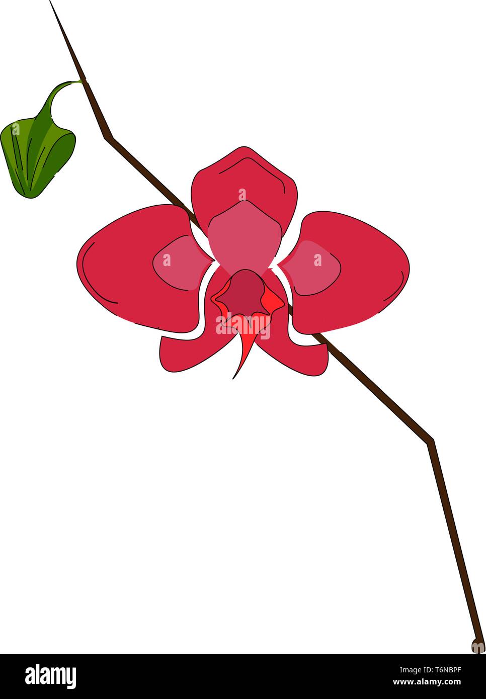 Une orchidée, fleur de couleur rose avec une seule feuille verte vector dessin en couleur ou de l'illustration Illustration de Vecteur