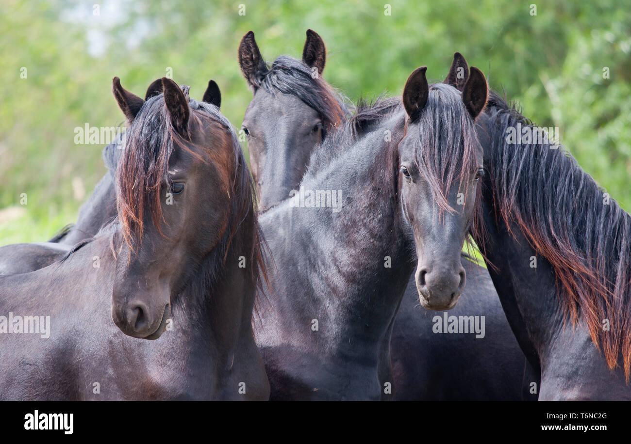 Quatre beaux chevaux noirs Banque D'Images