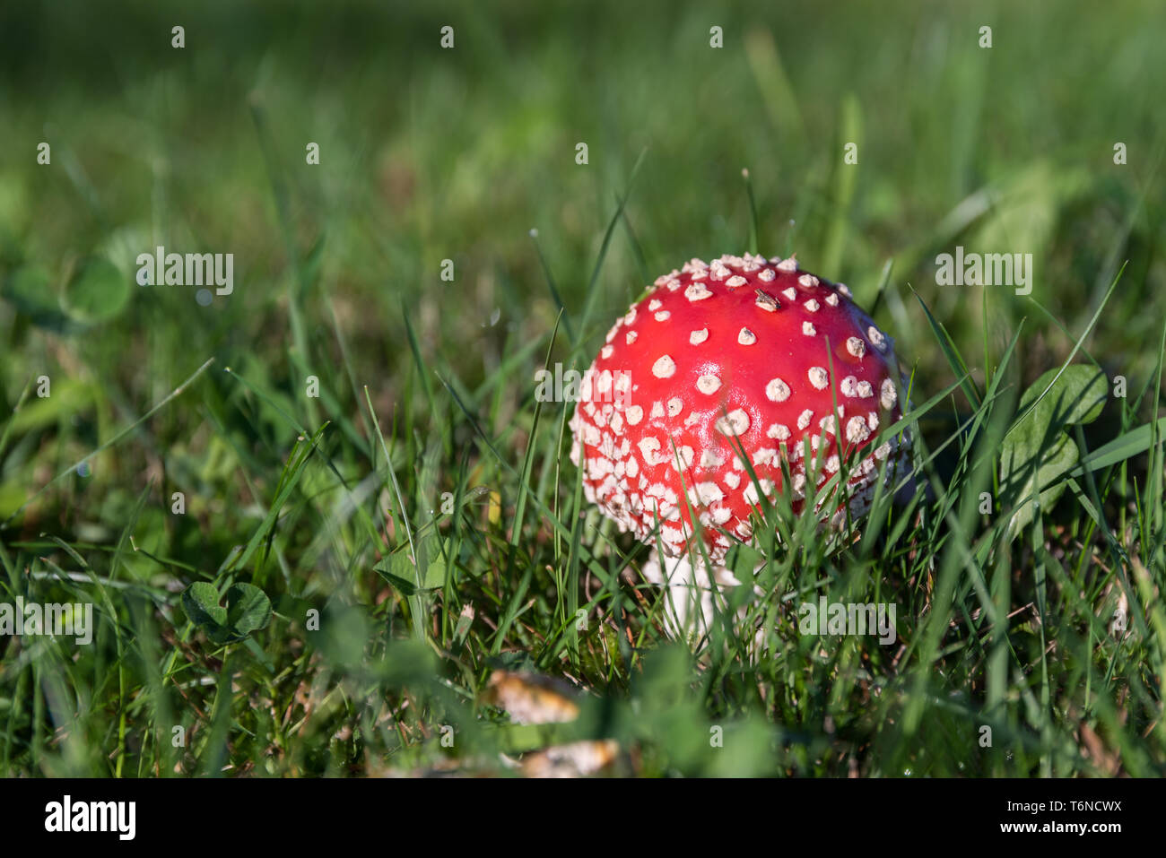 Fly Fly agaric ou amanita, Amanita muscaria Banque D'Images