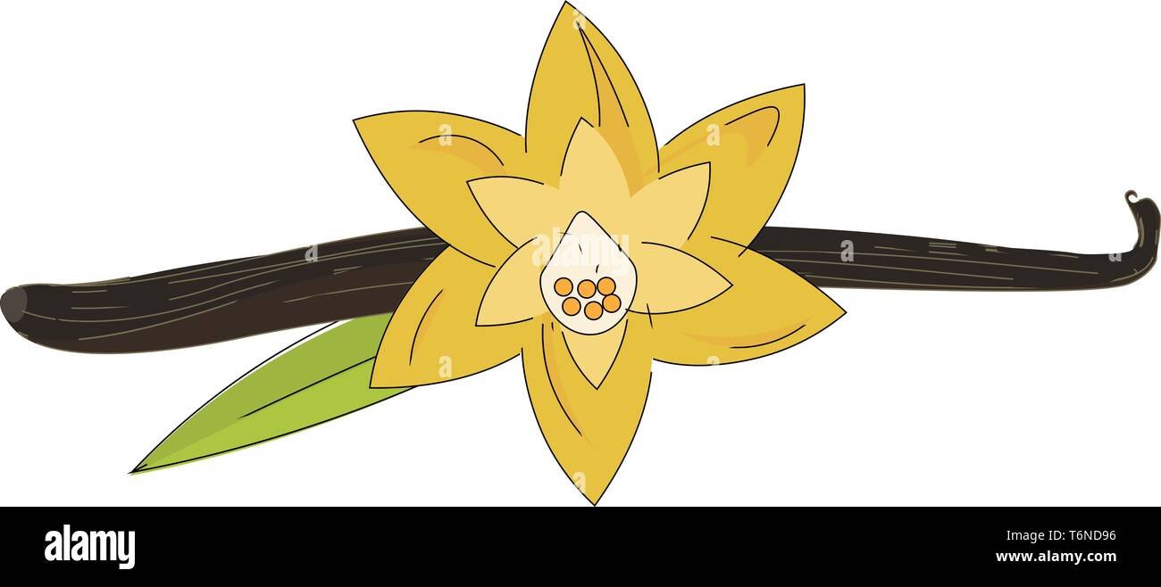 Un beau jaune Fleur de vanille avec vert feuille dessin couleur ou de l'illustration vectorielle Illustration de Vecteur