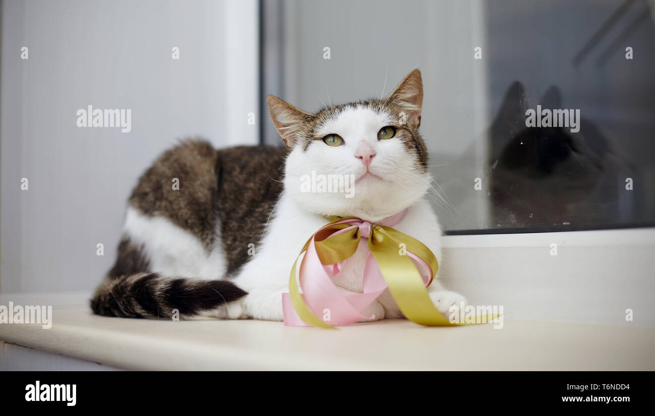 Un Chat Noir Avec Des Taches Blanches Se Trouve Sur Un Rocher Photo Stock Alamy
