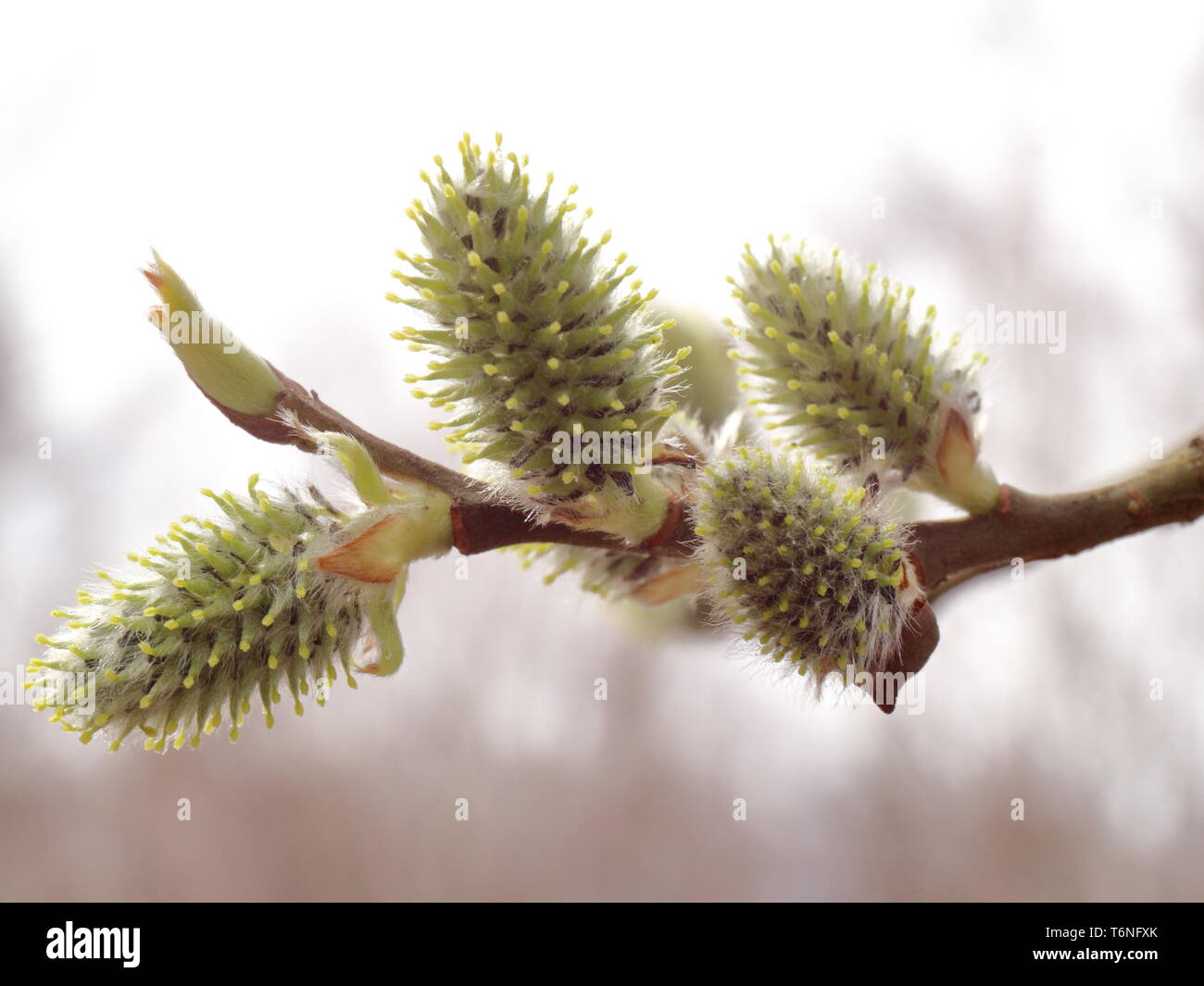 Salix alba. Salix acutifolia. Photo d'inflorescence de willow dans un ciel nuageux jour de printemps. Peut être utilisé pour les calendriers ou cartes de vœux. Bon pour les concepteurs Banque D'Images