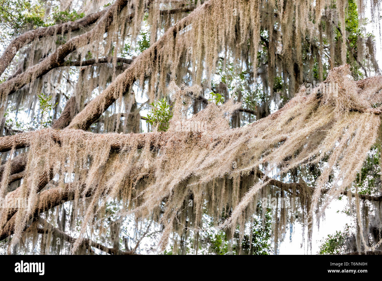 Le sud de Live Oak tree libre pendaison mousse espagnole dans le vent à Paynes Prairie Preserve State Park en Floride du soleil Banque D'Images