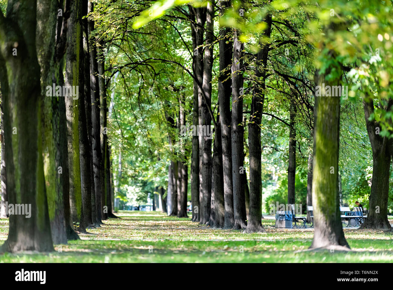 Varsovie, Pologne jardin Saxon pendant l'été et l'arbre vert chemin allée dans park Banque D'Images