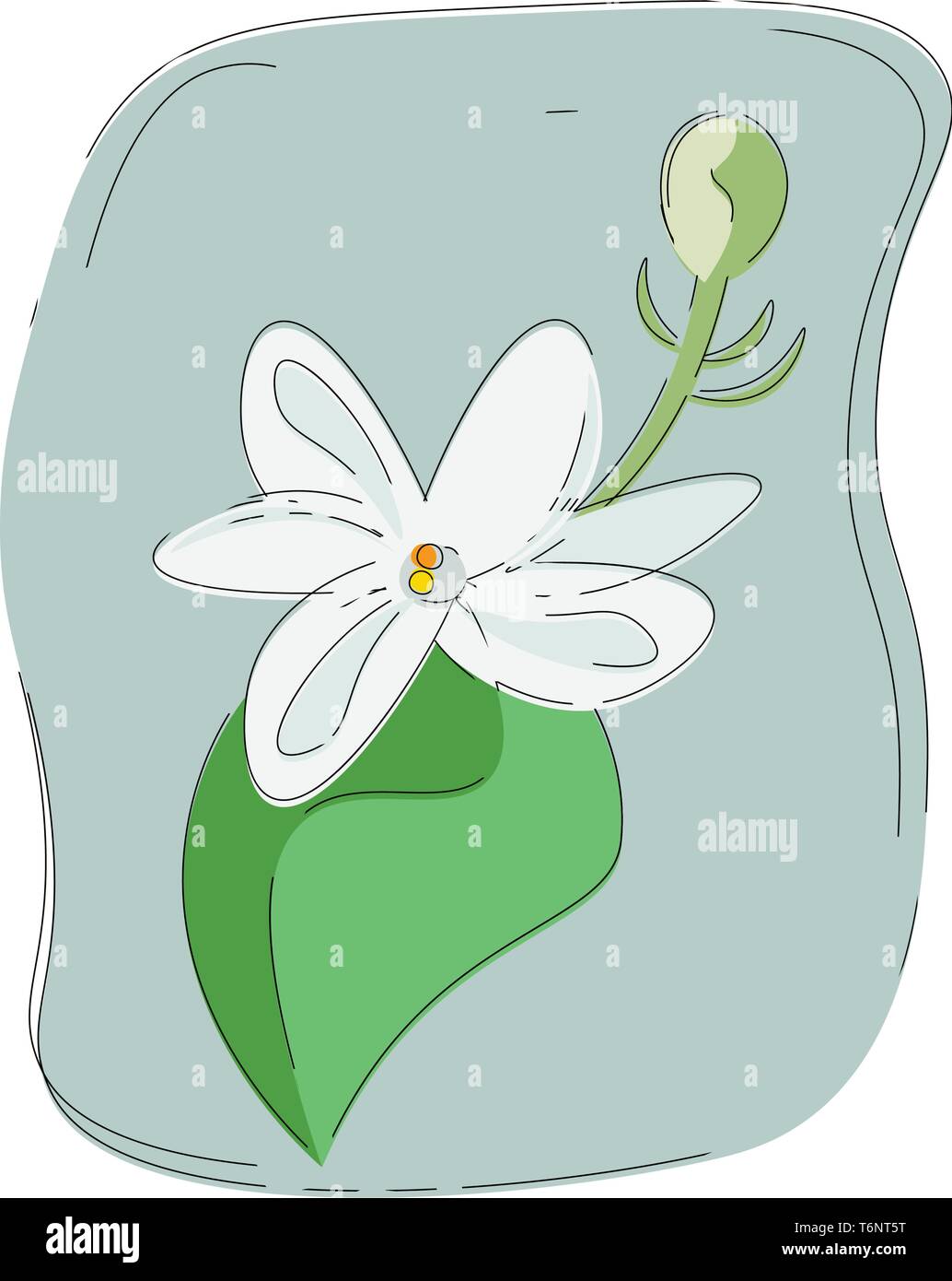 Portrait d'un blanc parfumé aux fleurs de jasmin avec une feuille et bud sur fond gris vector dessin en couleur ou de l'illustration Illustration de Vecteur