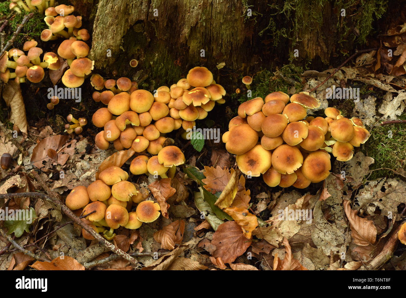 Touffe de conifères, fumée, fumée naematoloma branchies branchies, woodlover Banque D'Images