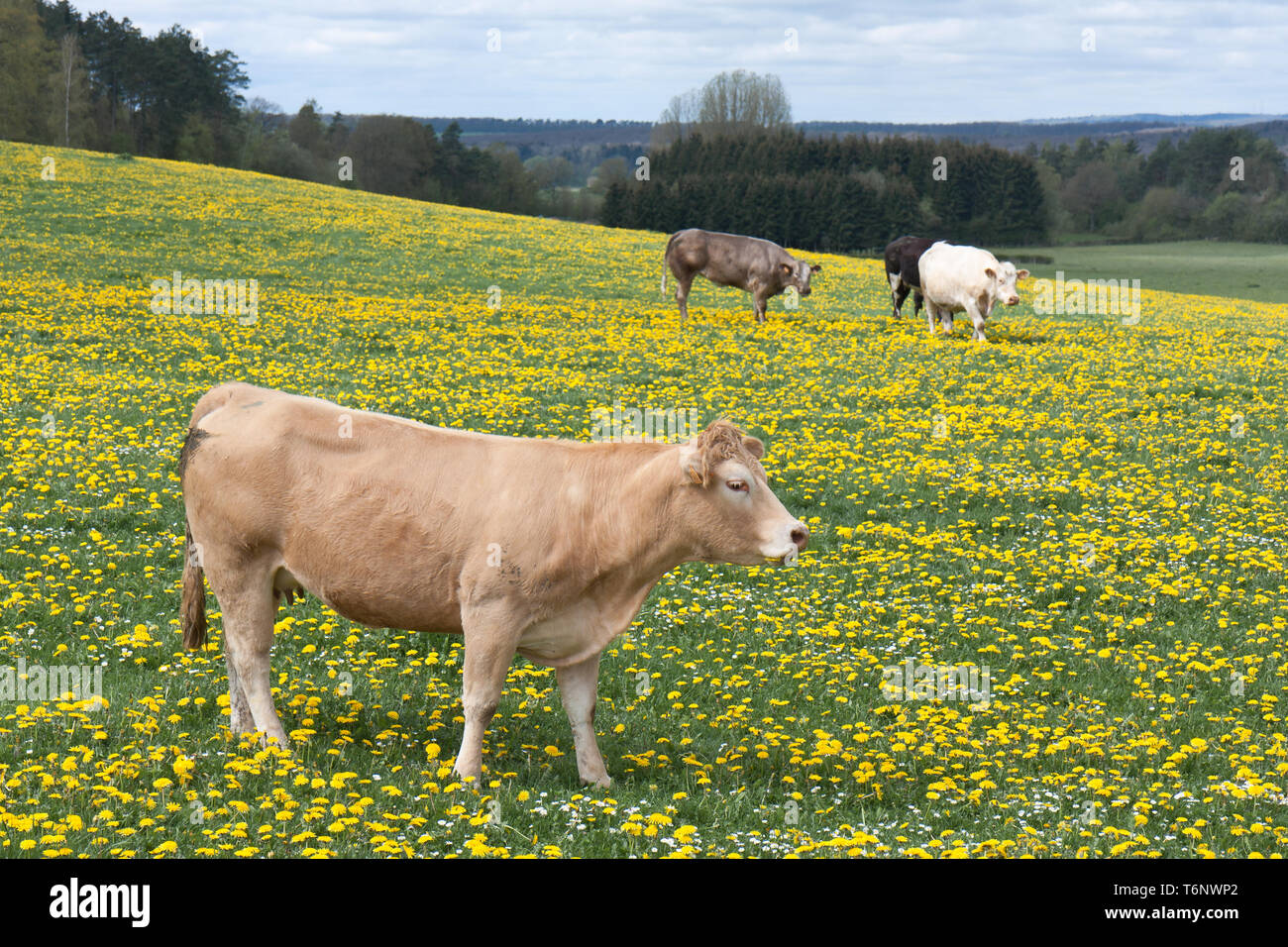 Vaches dans un champ de pissenlits en fleurs Banque D'Images