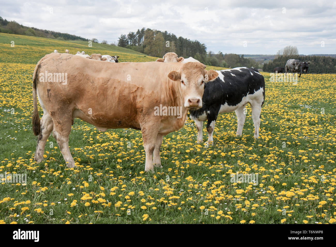Vaches dans un champ d'dandeions Banque D'Images