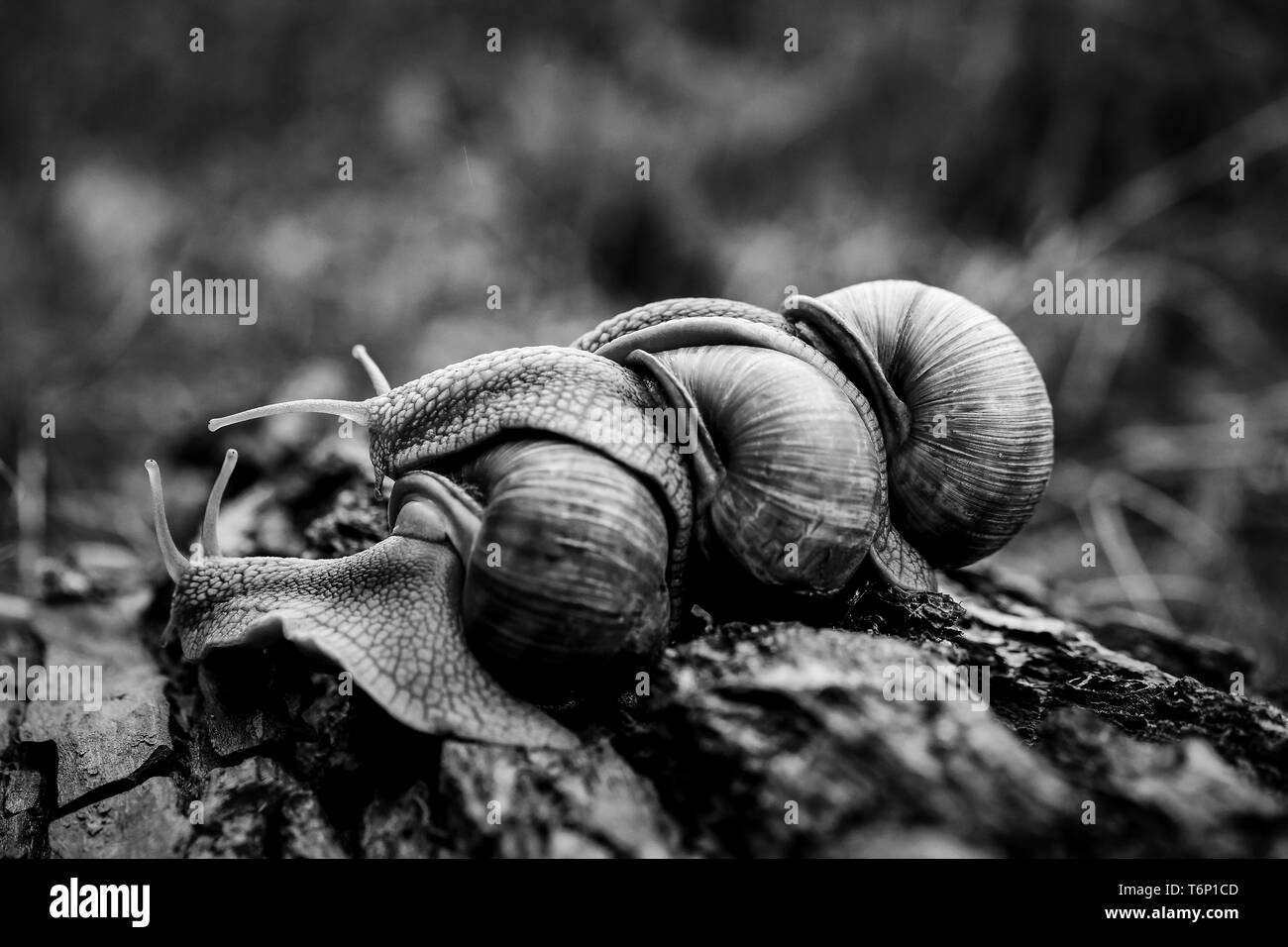 Trois gros escargots rampent one on one dans la forêt Banque D'Images