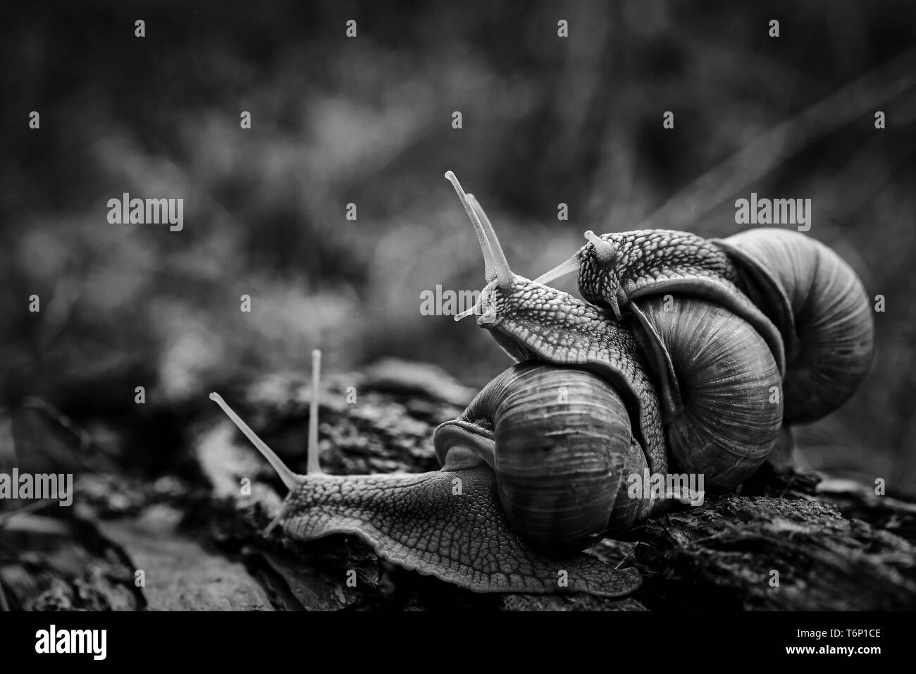 Trois gros escargots rampent one on one dans la forêt Banque D'Images