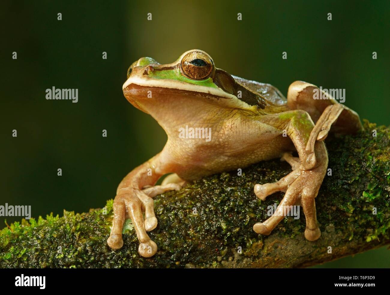 Rainette masqués (Smilisca phaeota) siège au Costa Rica, de la direction générale Banque D'Images