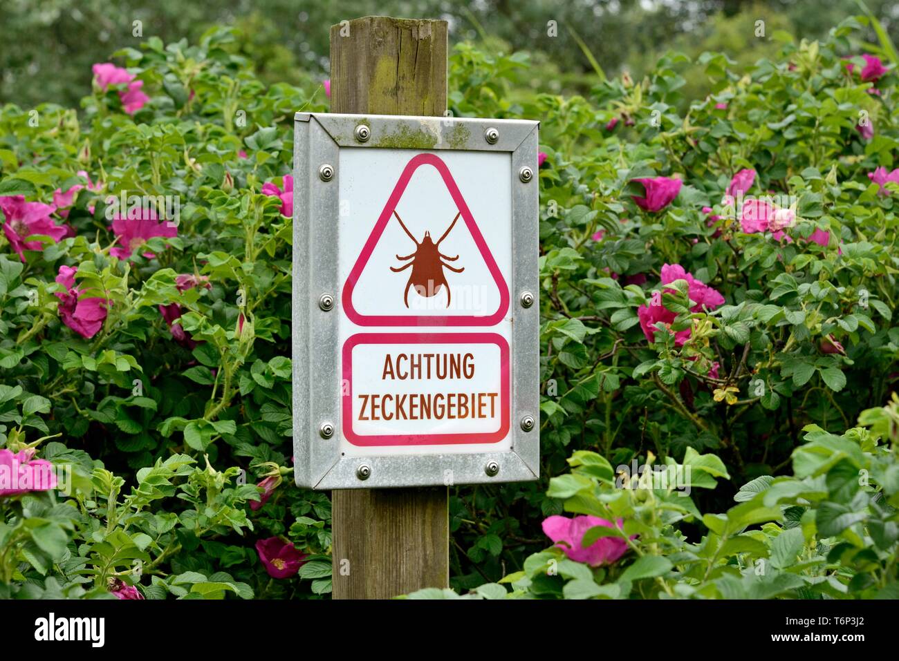 Panneau d'avertissement les tiques, d'avertissement (Ixodida), Wangerooge, îles de la Frise orientale, mer du Nord, Basse-Saxe, Allemagne Banque D'Images