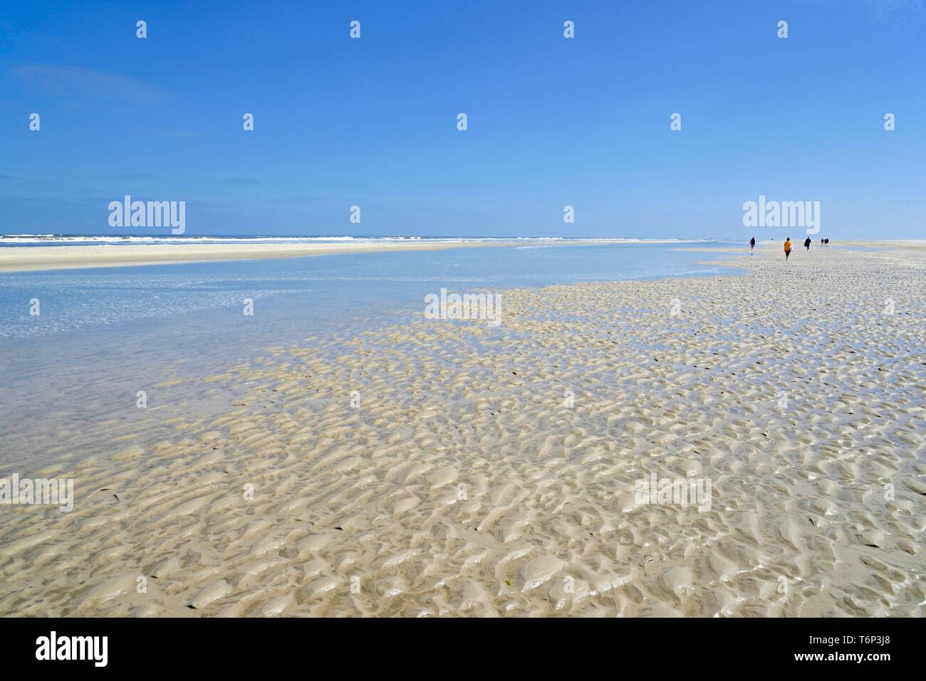 Plage de sable fin plage à marée basse avec ondes - ondulation de courant, ciel bleu, îles de la Frise orientale, Wangerooge, îles de la Frise orientale, mer du Nord Banque D'Images