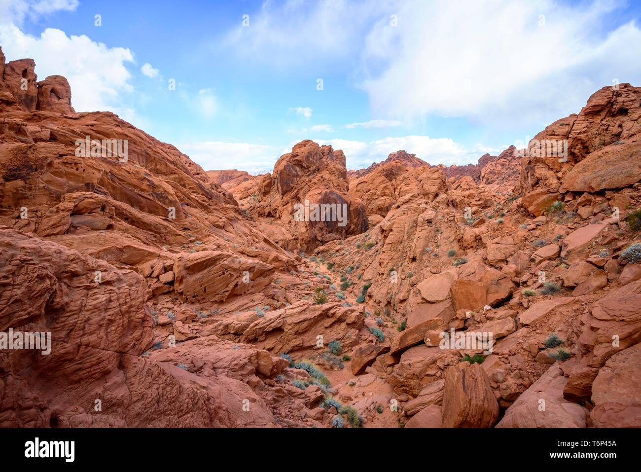 Rainbow Vista, Sentier des rochers de grès rouge, désert de Mojave, formation de grès, Vallée de Feu Park, Nevada, USA Banque D'Images