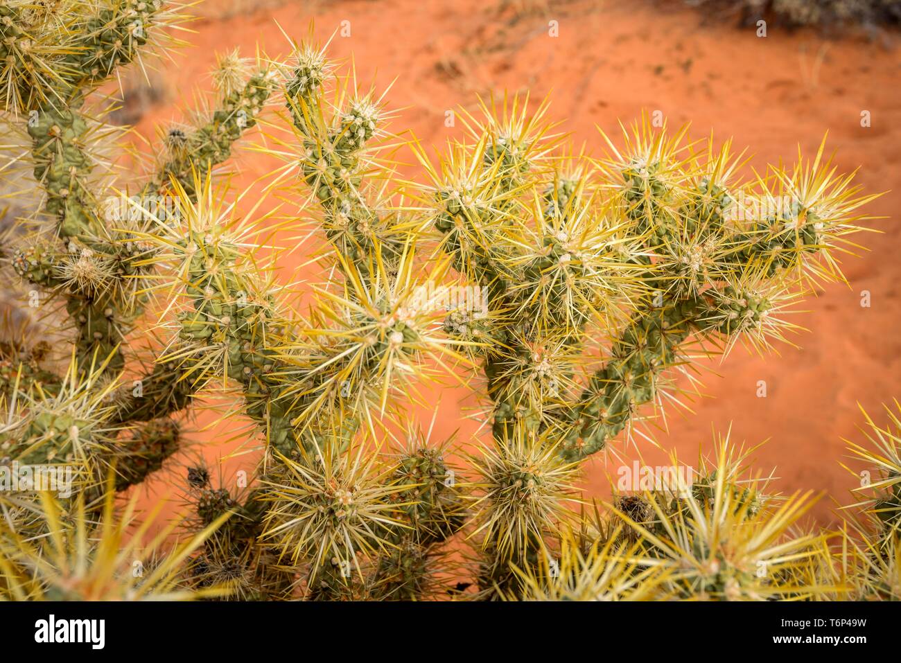Cholla Cactus (Cylindropuntia bigelovii), détail, Rainbow Vista, désert de Mojave, La Vallée de Feu State Park, Nevada, USA Banque D'Images