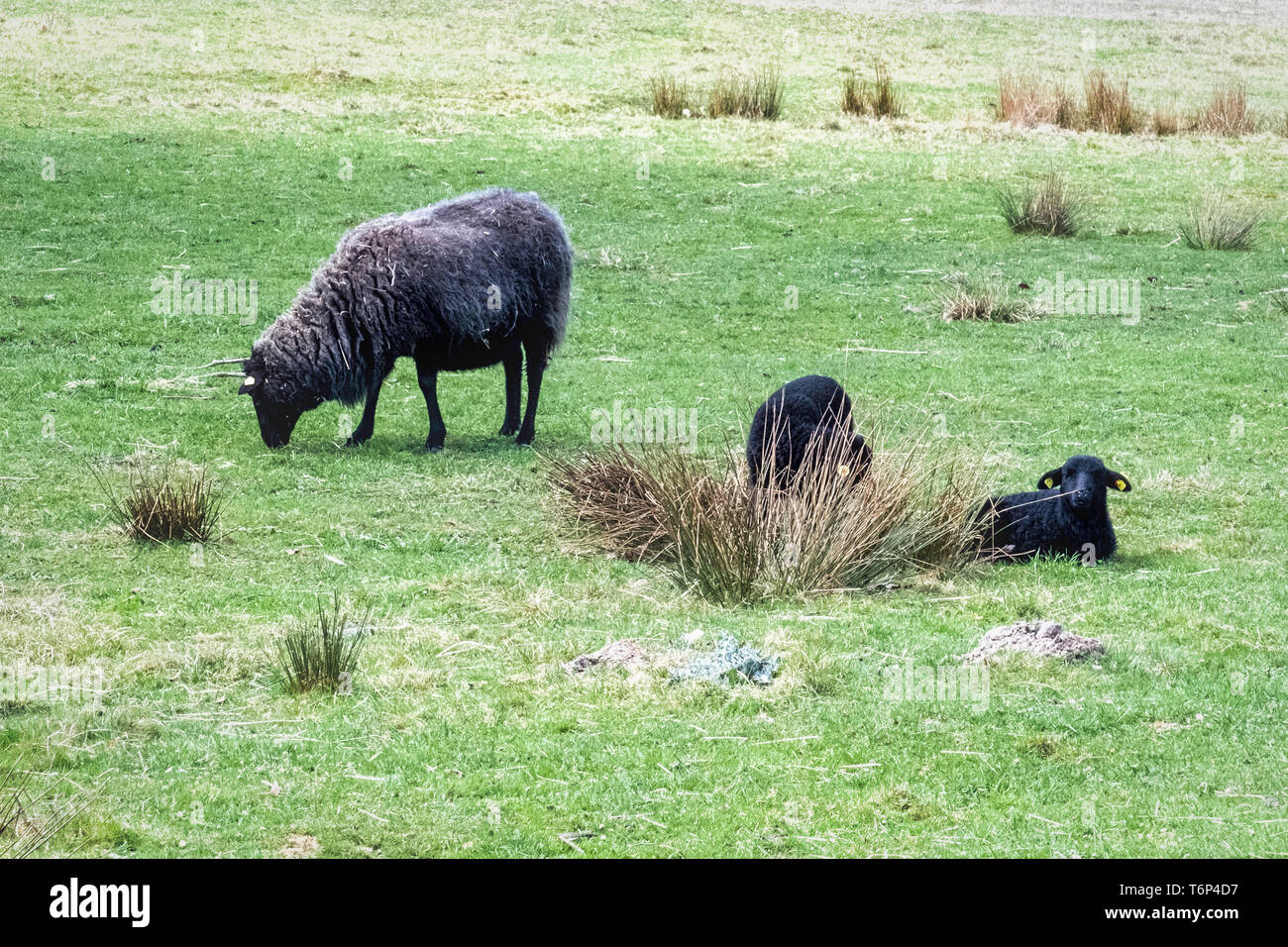La laine brute des moutons au pays de Poméranie Schorfheide Réserve De Chasse, dans le Brandebourg, en Allemagne. Le mouton est une race qui a pris naissance dans l'E Banque D'Images