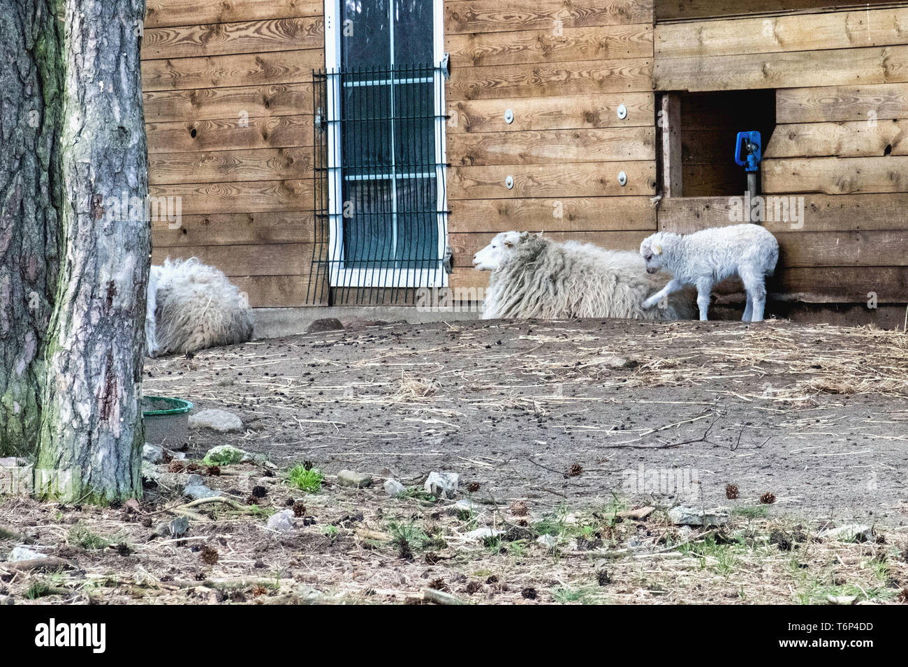 Skudde mouton à la Schorfheide Réserve De Chasse, dans le Brandebourg, Allemagne.Les moutons Skudde est une race allemande qui a pris naissance dans l'Est de la Prusse Banque D'Images