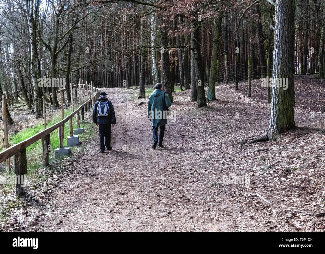 Allemagne, Schorfheide Réserve de parc Schorfheide, Wildlife Park pour la faune locale et les animaux domestiques sous la menace d'extinction Banque D'Images