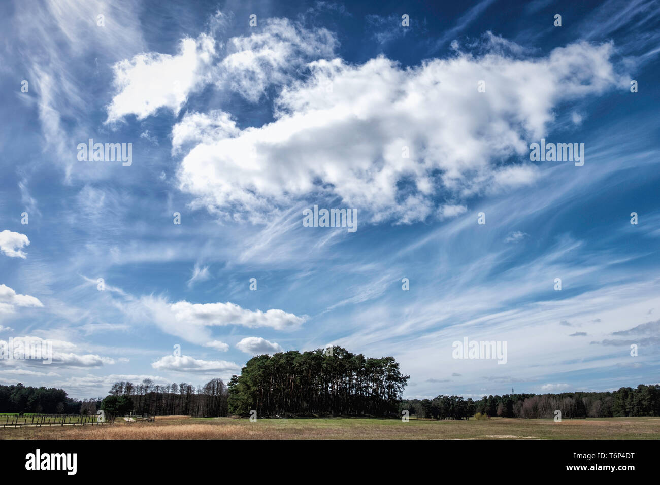 Allemagne, Schorfheide Réserve de parc Schorfheide, Big Blue sky in Wildlife Park pour la faune locale et les animaux domestiques sous la menace d'extinction Banque D'Images