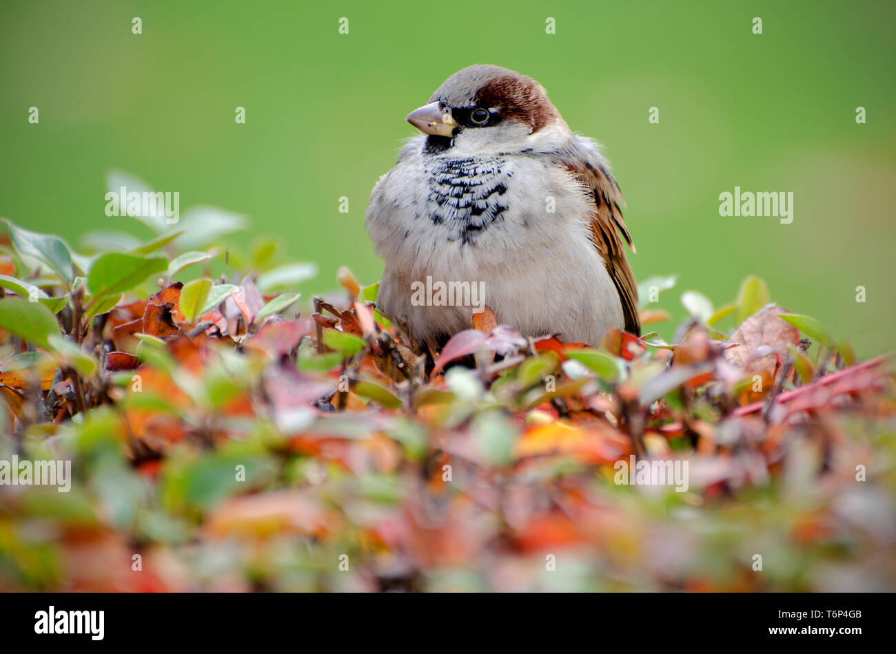 Sparrow sur Bush Banque D'Images