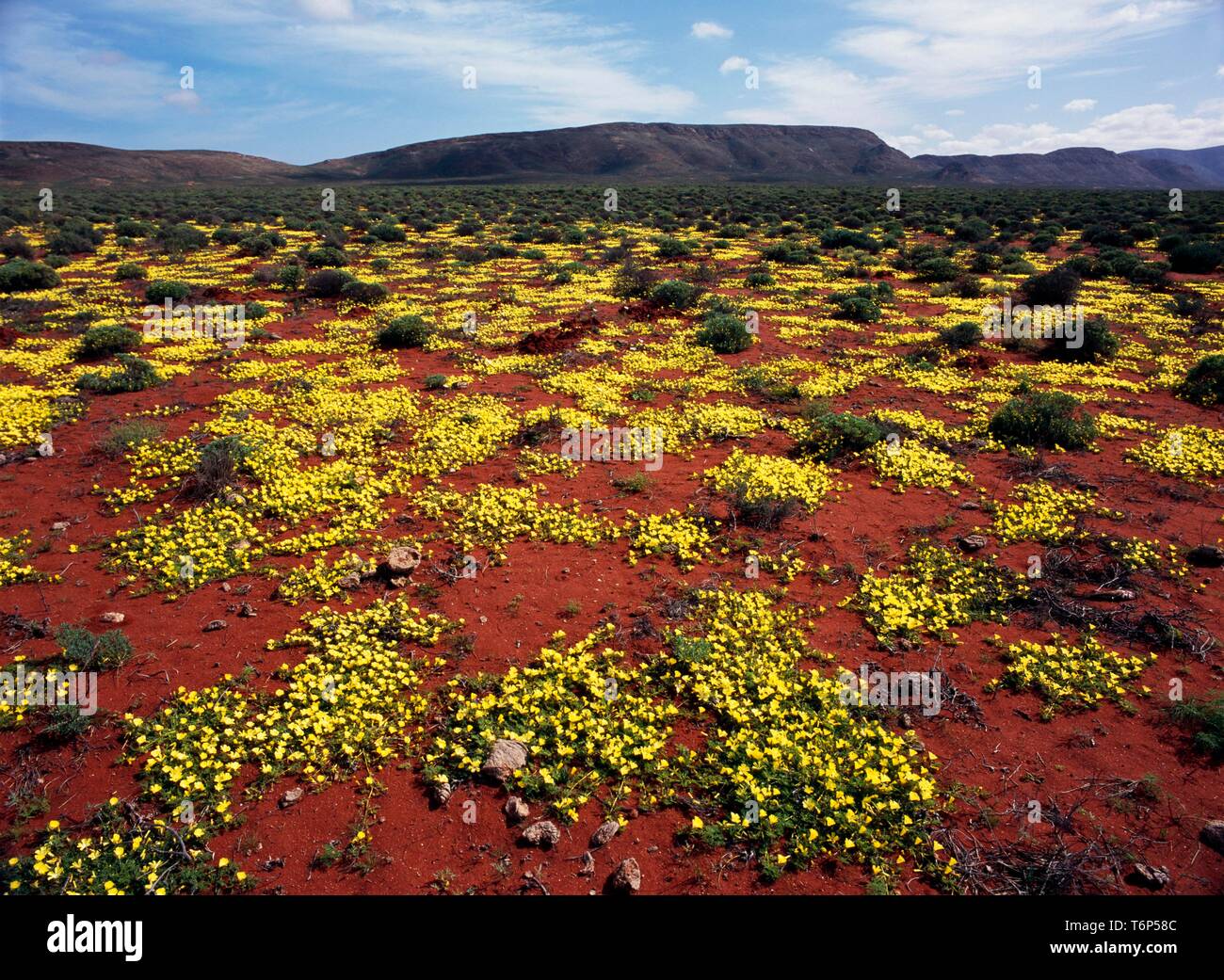 Fleurs sauvages dans le Namaqualand, Afrique du Sud, l'Afrique Banque D'Images